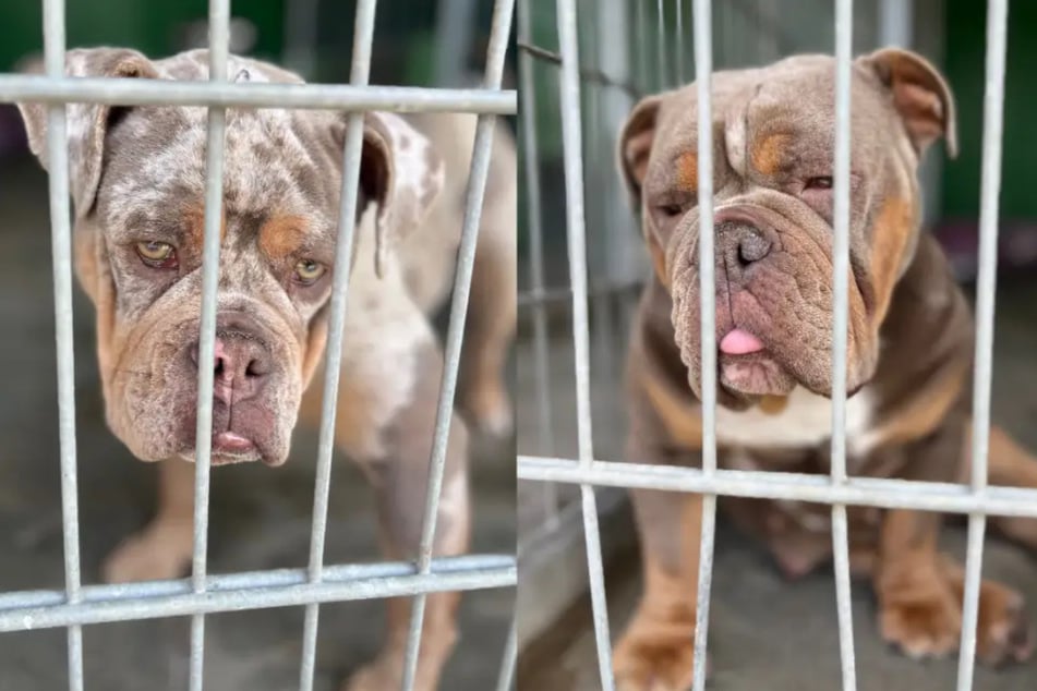 Zwei der sechs gestohlenen Olde English Bulldoggen werden immer noch vermisst.