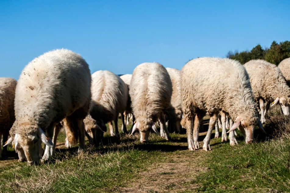 Ein Schaf überlebte den Angriff des Hundes nicht. (Symbolbild)