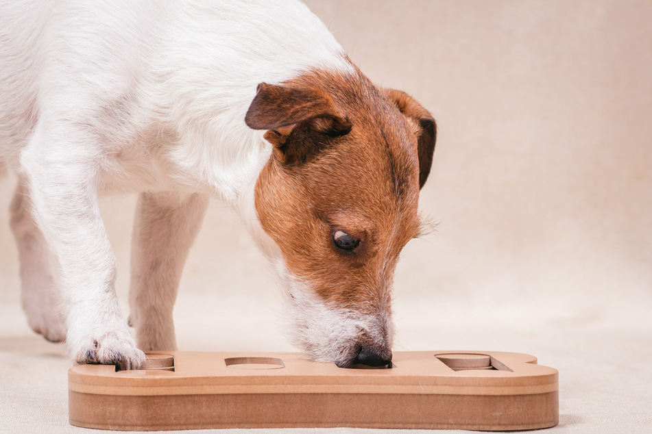 Mit einem Schnüffelspiel kann man den Hund an Silvester eine Weile von den Geräuschen ablenken.