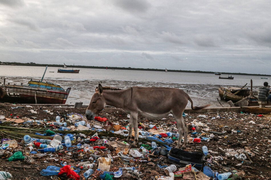 Donkeys are consuming a staggering amount of plastic and promptly dying as a result.