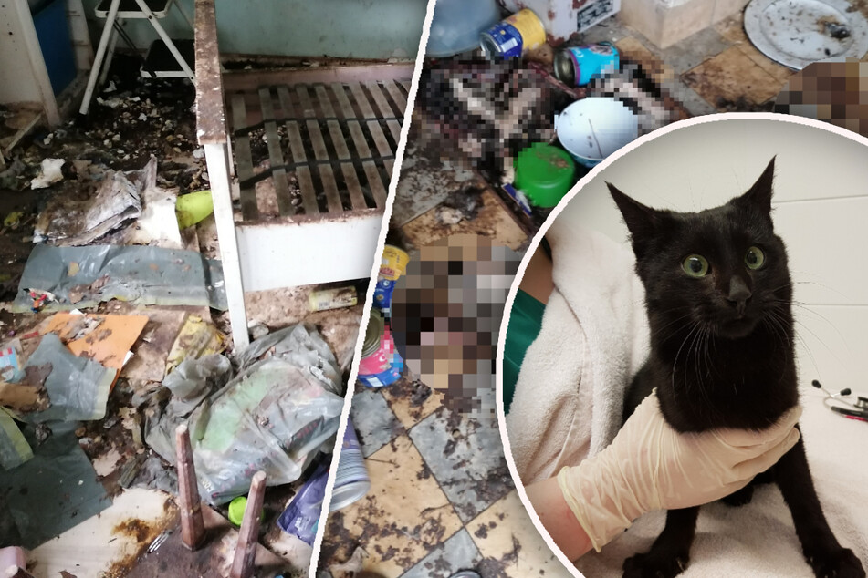 Nichts für schwache Nerven: 20 Katzen aus Horrorhaus mit verwesenden Kadavern befreit