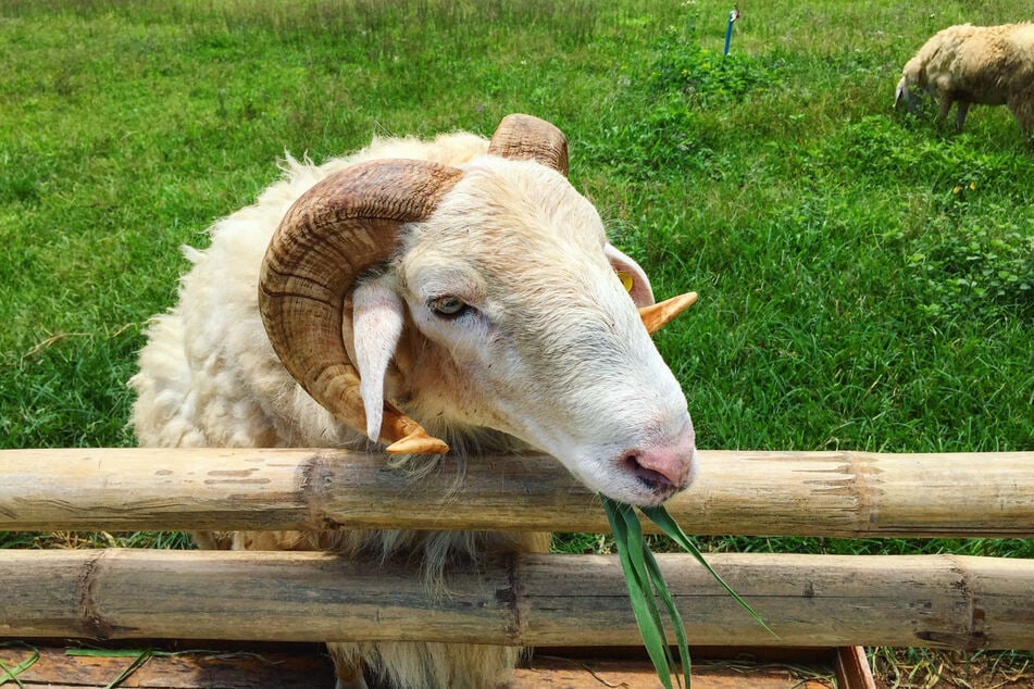 So oder so ähnlich muss der Schafbock ausgesehen haben, den unbekannte Täter auf einer Weide in Fuldatal-Rothwesten (Landkreis Kassel) umgebracht haben. (Symbolbild)