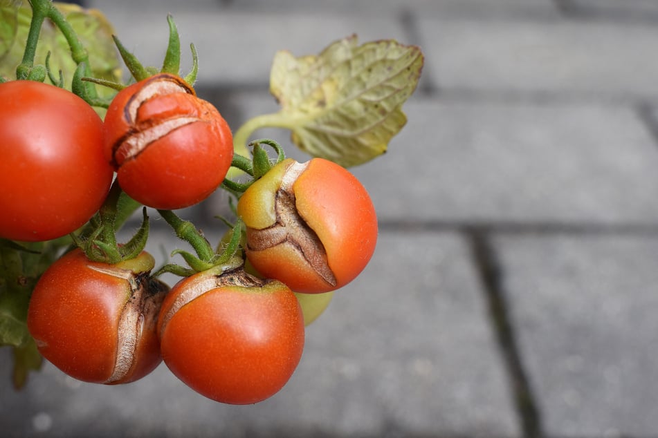 Wenn eine Tomate platzt, kann das verschiedene Gründe haben.