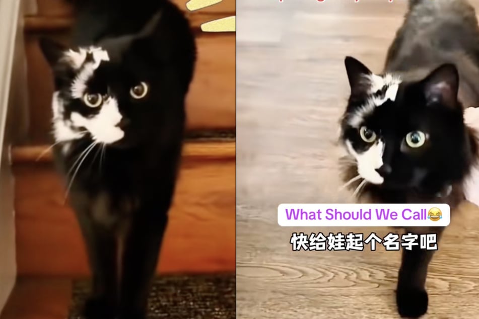 La combinación de padres de diferentes colores dio lugar a esa coloración única del pelaje.