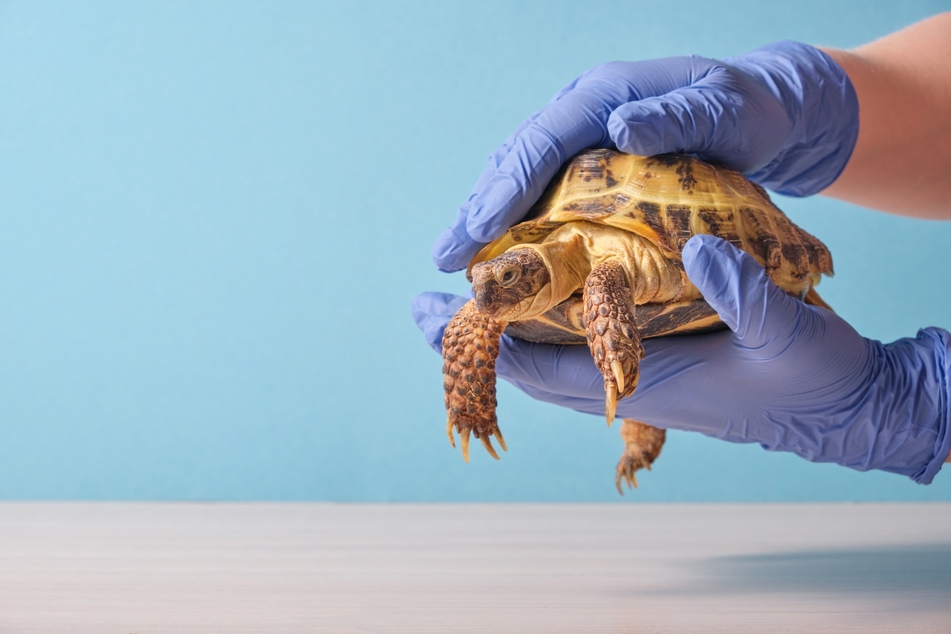 Vor der Winterruhe wird ein tierärztlicher Gesundheitscheck empfohlen.