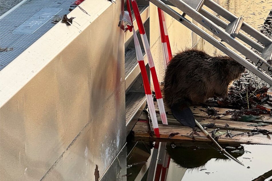 München: Biber zu früh im Freibad: Mitarbeiter wollen helfen, doch das ist dem Tier schnurz