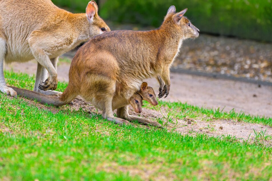 Die beiden Jungtiere haben den Beutel ihrer Mutter jüngst verlassen und machen nun das Wallaby-Gehege im Zoo Duisburg unsicher.