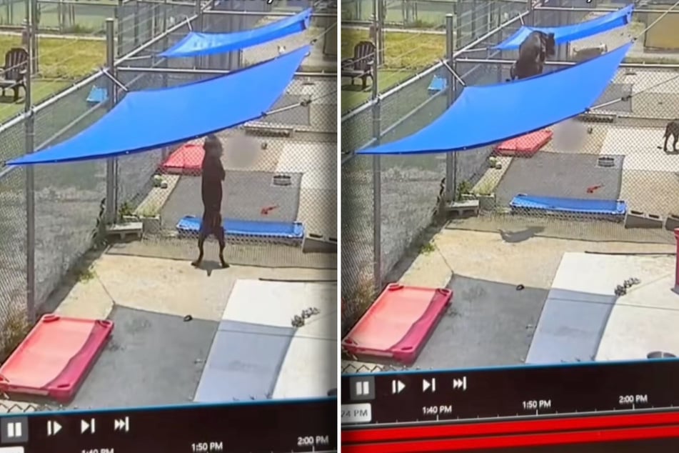In dem vom Monitor der Überwachungskamera abgefilmten Video sind die Ausbruchskünste von Rüde Bay gut zu sehen.