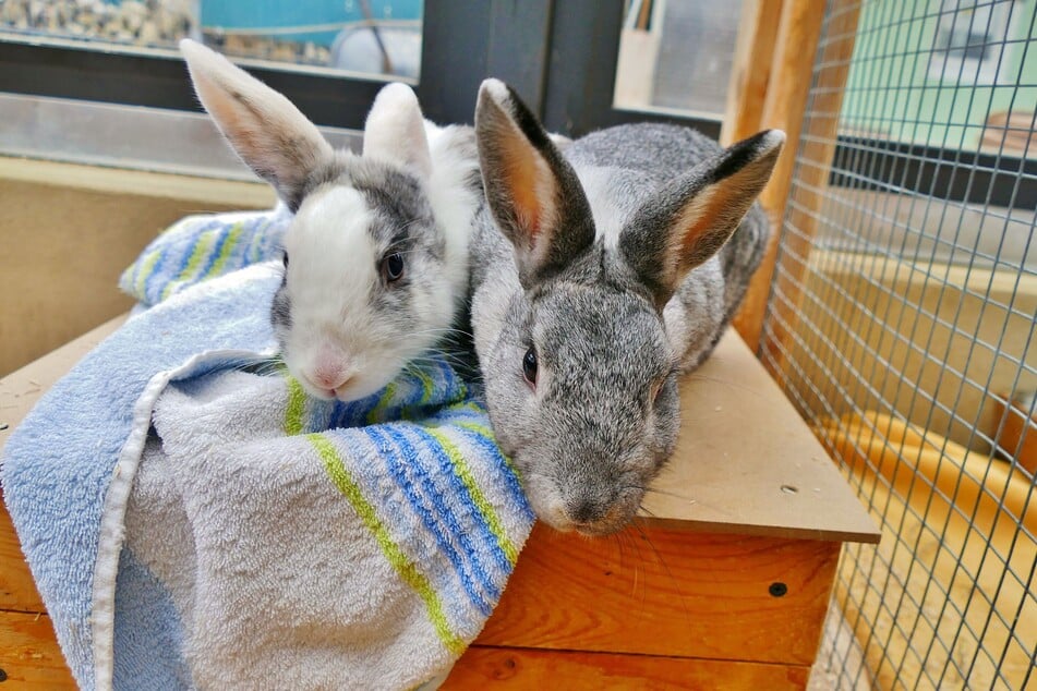 Die Kaninchen Schein (grau) und Schimmer (grau-weiß) suchen ein gemeinsames Zuhause.