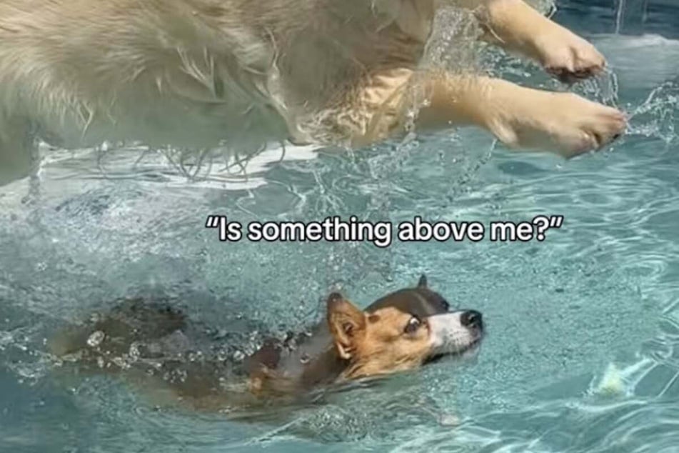 The little dog is buried under her brother.