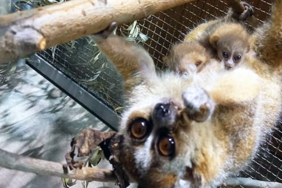 Zwillings-Nachwuchs im Zoo Leipzig: Überlebens-Chancen ungewiss
