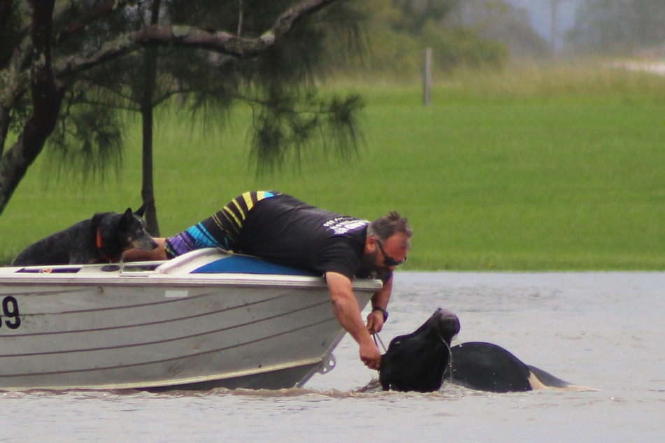Ein Mann in einem Boot versucht eine Kuh aus dem Manning River in der Nähe der Bohnock-Brücke zu retten.