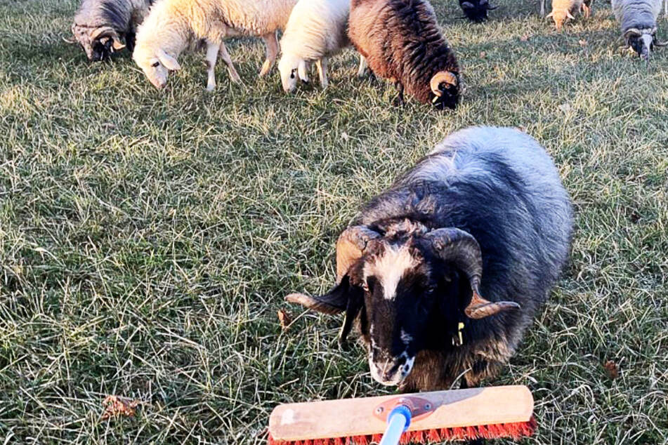 Schafe ausgebüxt: Polizei muss mit Besen ran