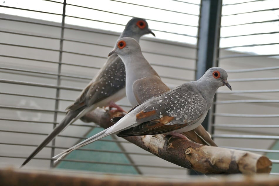 Diese drei Diamanttauben warten im Tierheim auf ein passendes Zuhause.