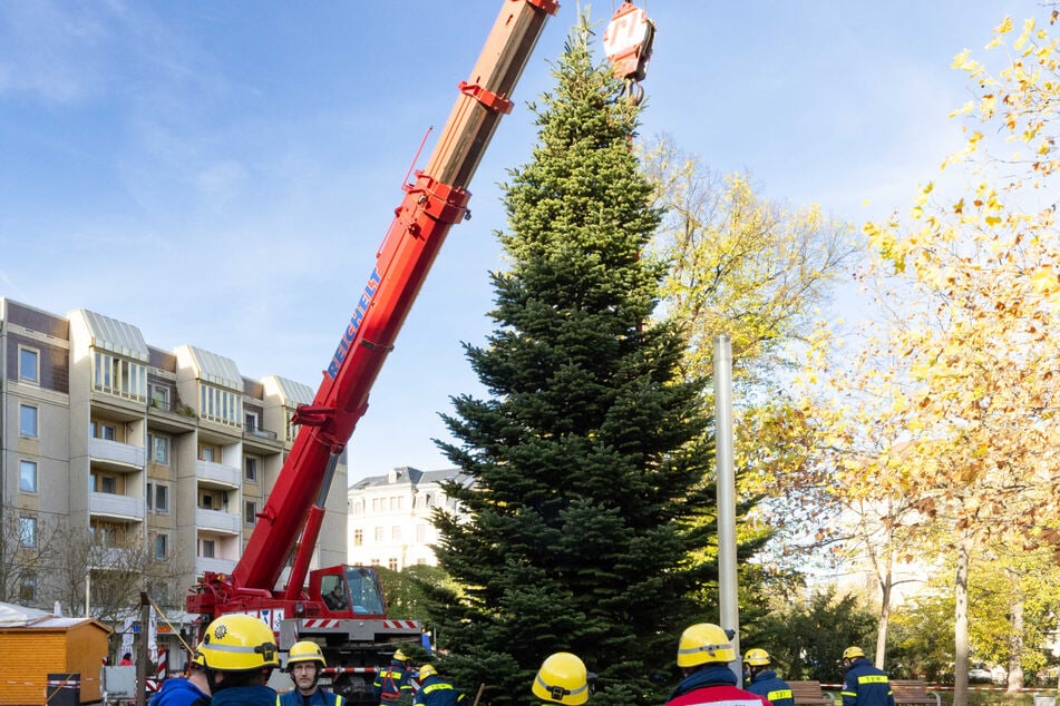 Alle Jahre wieder sucht der Augustusmarkt einen Gratis-Weihnachtsbaum, der auf dem Jorge-Gomodai-Platz aufgestellt wird.