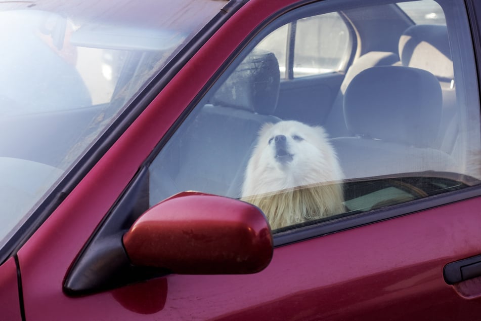 Die Beamten wurden auf den japsenden Hund aufmerksam und handelten sofort. (Symbolbild)