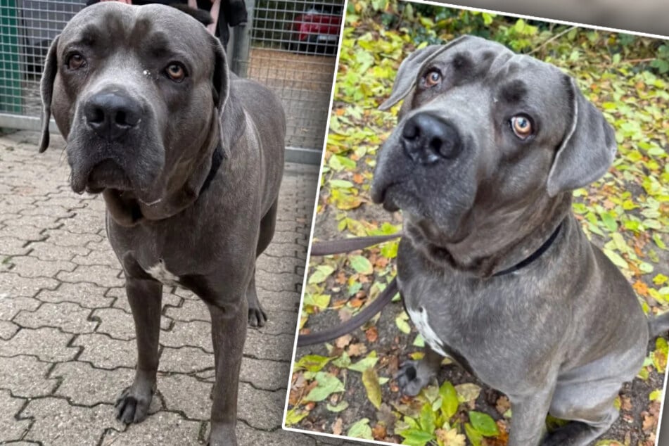 Junger Hund ist lieb und menschenbezogen: Wer hat ein Herz für Spencer?