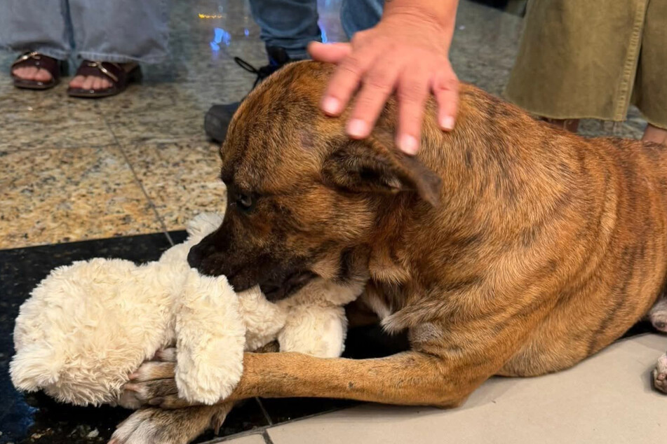 Zákazníci, kteří si dříve byli cizí, dali peníze dohromady, aby koupili psovi hračku.