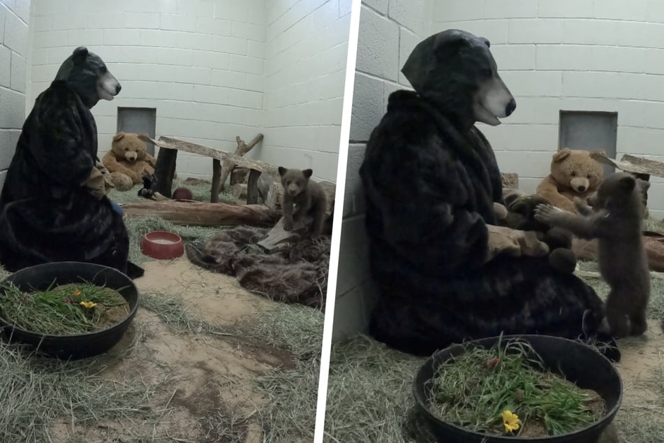 Baby bear gets surrogate parents in hilariously disguised human and stuffed toy!