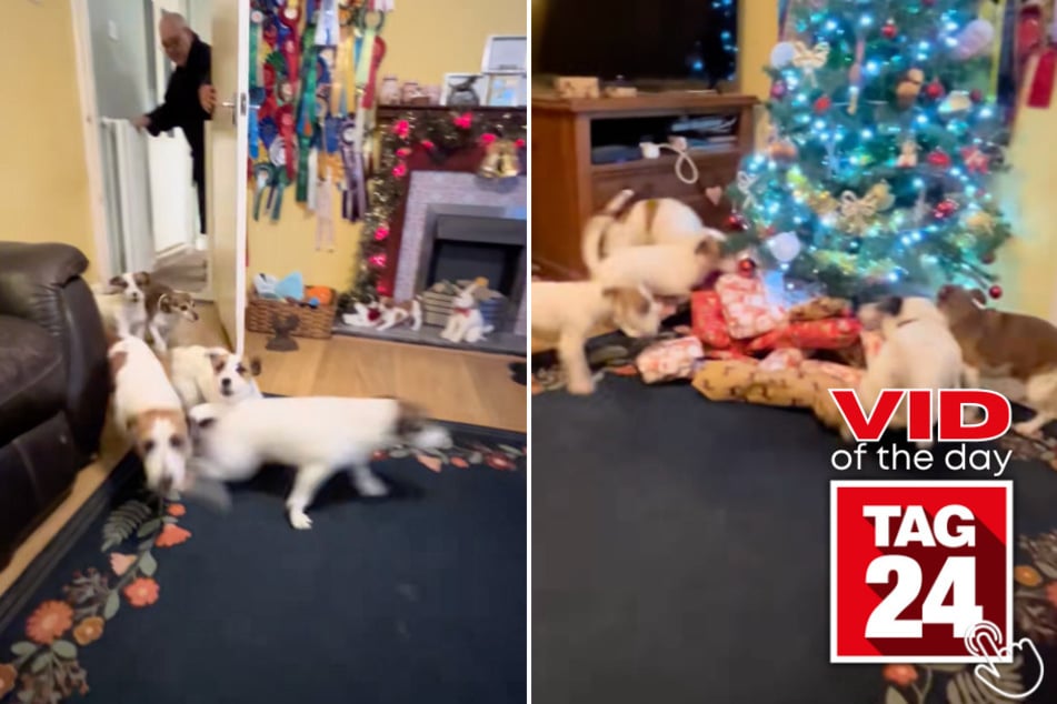 These dogs waited all year for this very special Christmas morning moment!