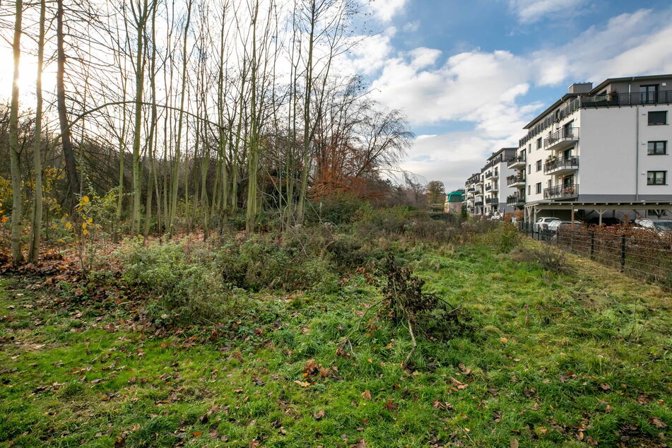 Der Stadtbezirksbeirat Cotta hat gegen eine Bebauung des Wäldchens am Leutewitzer Park gestimmt.