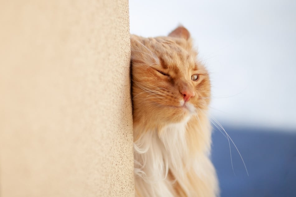 Deine Katze reibt sich an der Wand? Darum tut sie das.
