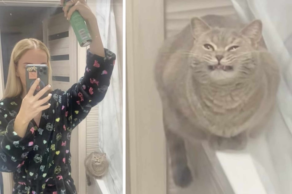 Cat refuses to leave owner's side despite cloud of hairspray! The hysterical video has millions cackling