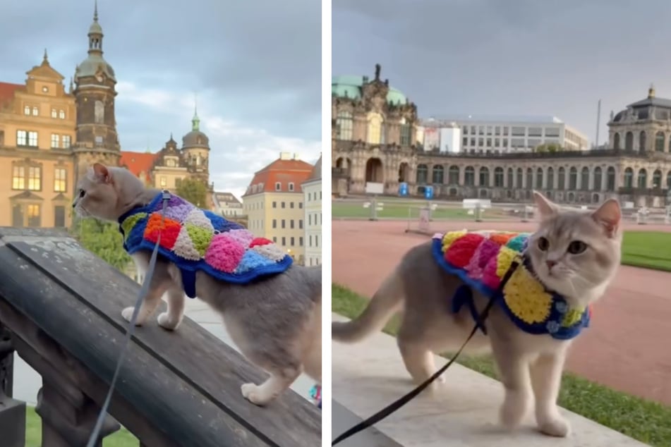 In seiner Häkeljacke balancierte Louie geschickt auf dem Geländer des Zwingers.