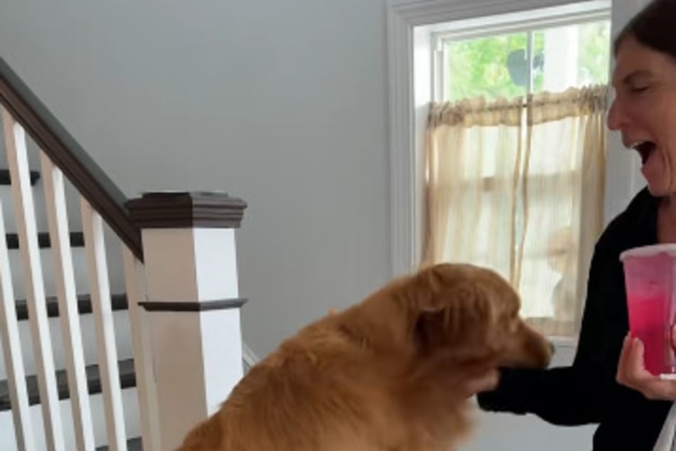 ¡La alegría es enorme cuando el Golden Retriever Wally ve a su "abuela".