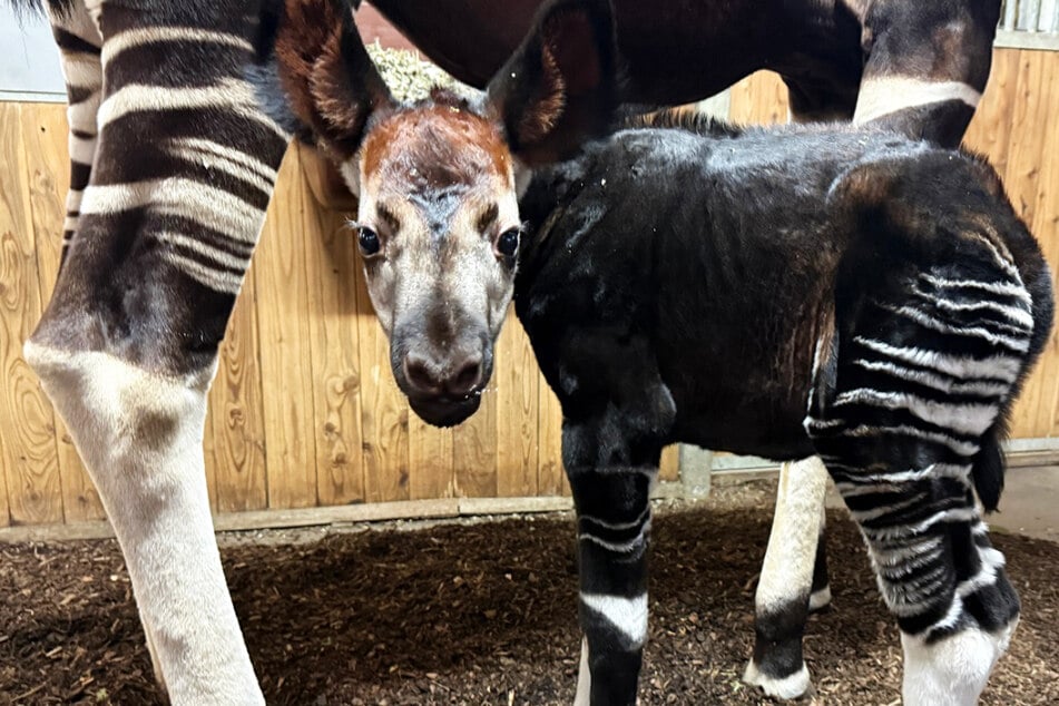 Okapi-Nachwuchs in Frankfurt: Die kleine Waldgiraffe "Fioti" kam bereits am 5. Dezember zur Welt.