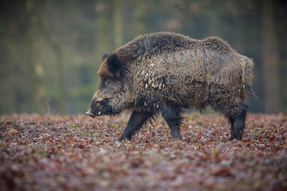 Wildschweine wie dieses können an dem ASP-Erreger sterben. Fußballtouristen können ihn weitertragen (Symbolbild).