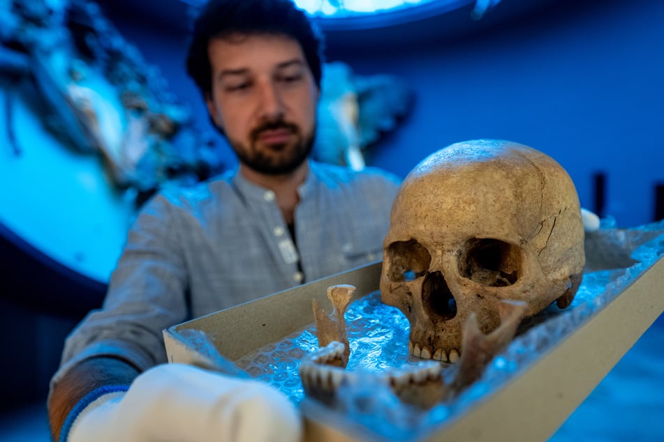 Paul Globig zeigt den Schädel der vor rund 9000 Jahren gestorbenen Schamanin von Bad Dürrenberg in der Dauerausstellung des Landesmuseums für Vorgeschichte in Halle.
