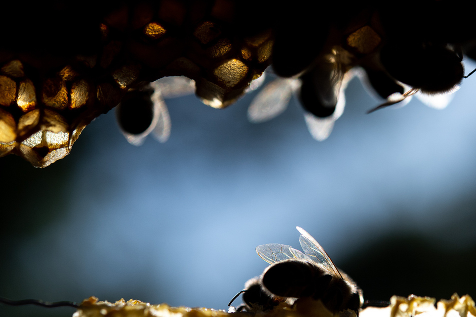 Bienen-Hasser treiben im Breisgau ihr Unwesen