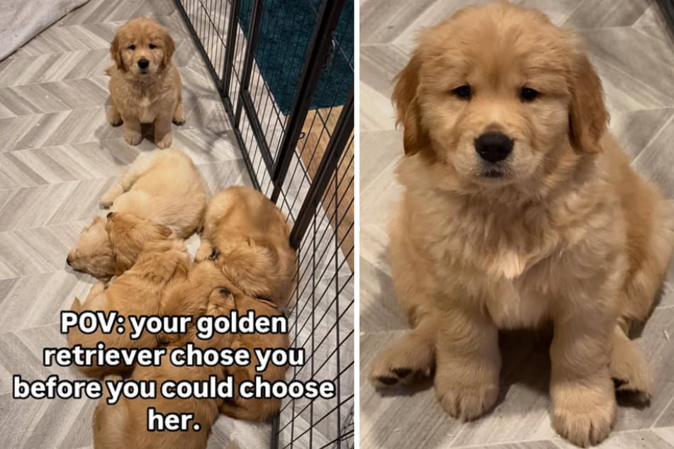 Puppy falls in love with her owners in heart-melting meet-cute