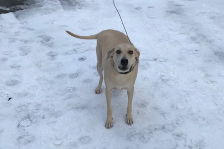 Hund bellt wie verrückt, bis die Polizei kommt Sein Grund hat es in