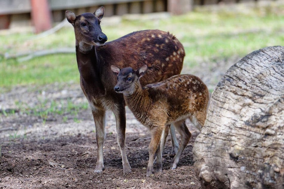 Mit der kleinen Aurea ist dem Kölner Zoo ein wichtiger Zuchterfolg bei den stark bedrohten Prinz-Alfred-Hirschen gelungen.