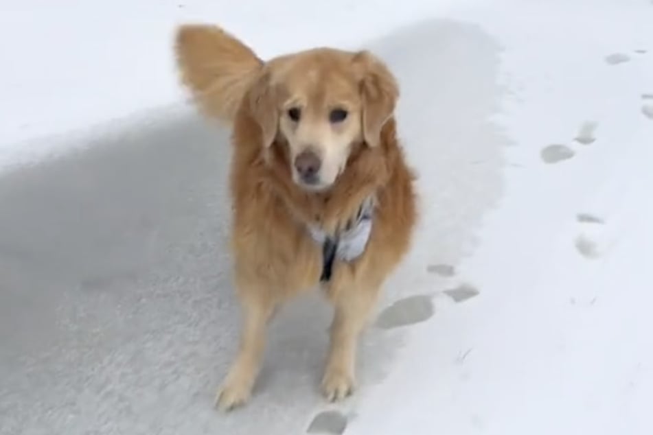 Auch am nächsten Tag ging es für den Golden Retriever raus in den Schnee.