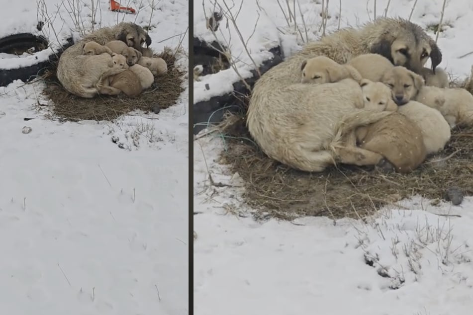 Zitternd liegt die Hundefamilie zusammengekauert im Schnee, als der TikToker sie findet.