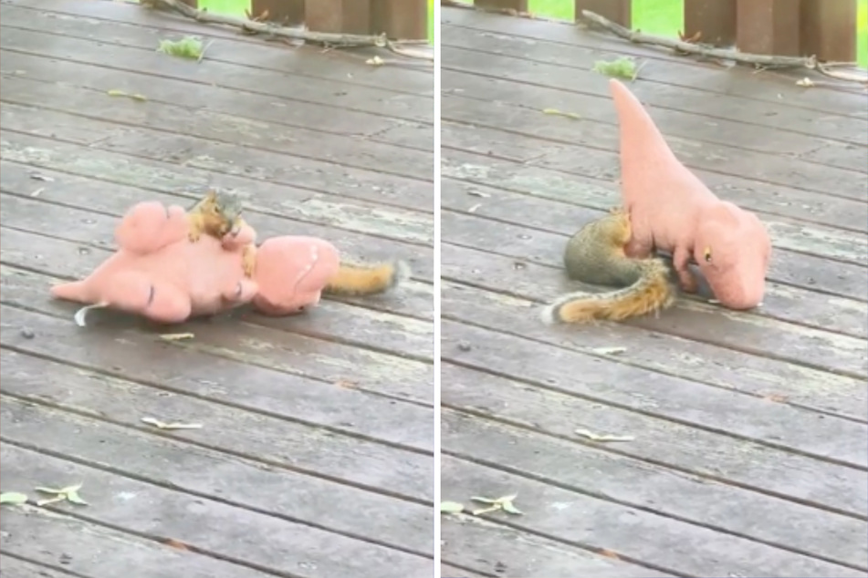 The squirrel jumped around with the T-rex toy.