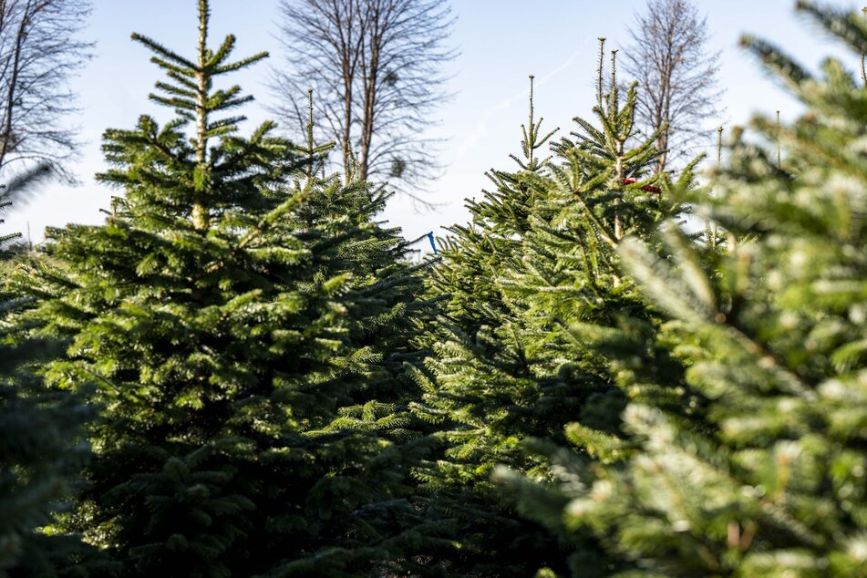 Der mit Abstand beliebteste Weihnachtsbaum der Deutschen, die Nordmanntanne, ist fast völlig geruchsneutral.
