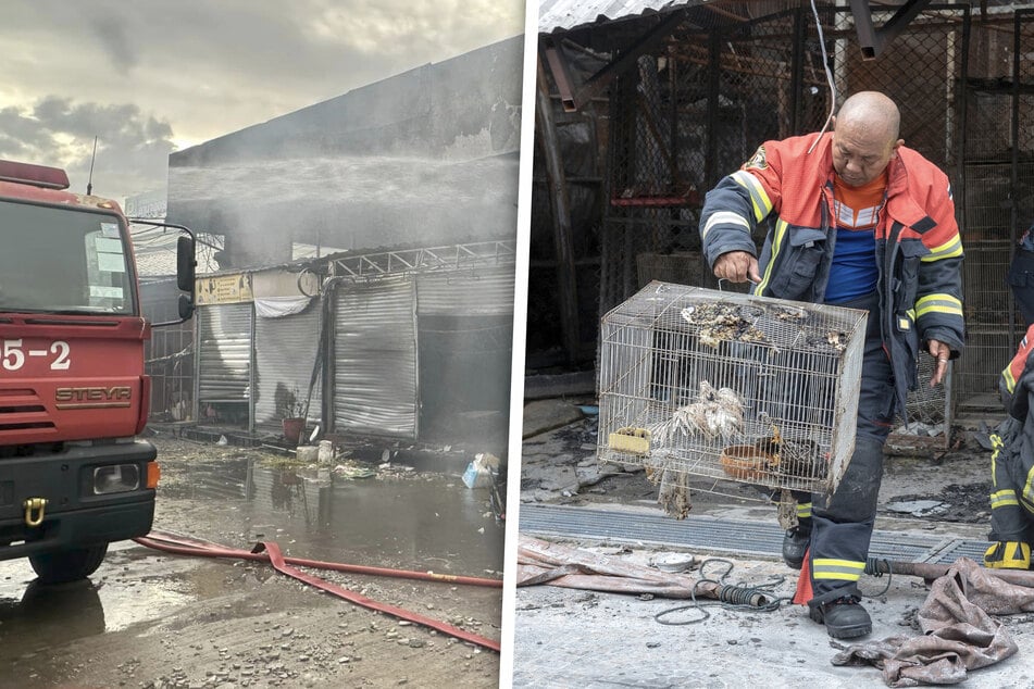 Markt wird zur Flammenhölle: Tausende Tiere getötet