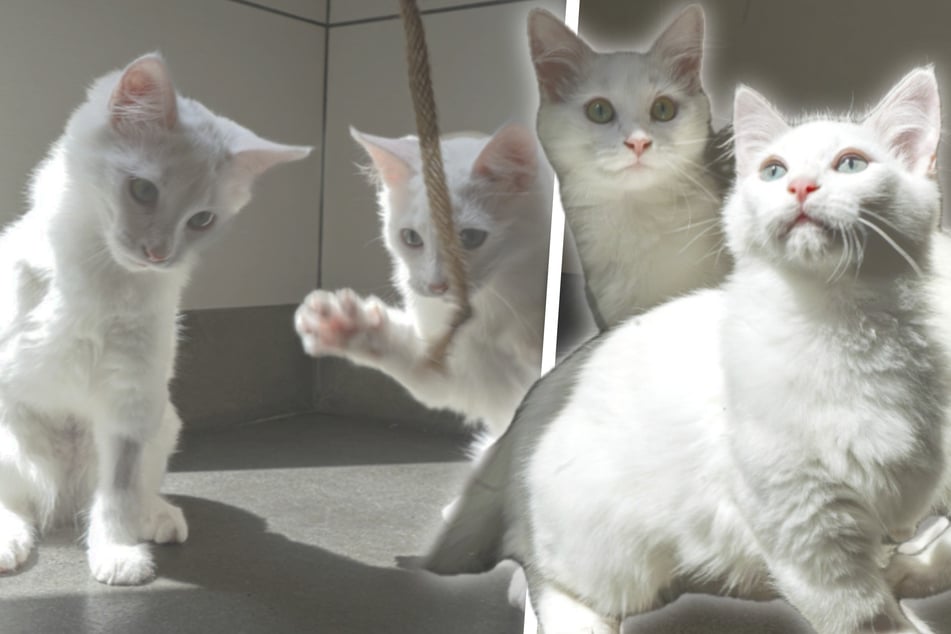 Herzergreifend: Diese Katzen spiegeln sich im Schicksal