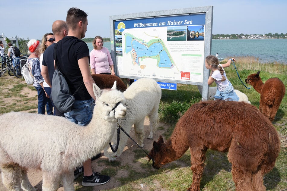 Wer möchte, kann an einer Alpakawanderung um den Hainer See teilnehmen.