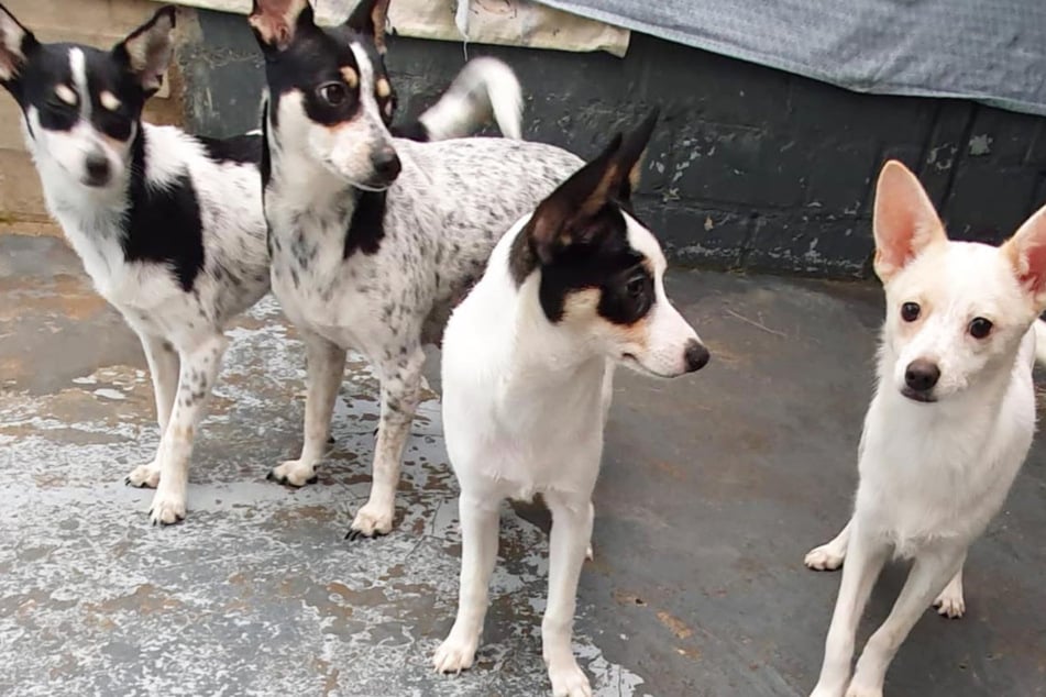 Das Tierheim Bergheim hat eine verwahrloste Hundefamilie aufgenommen.