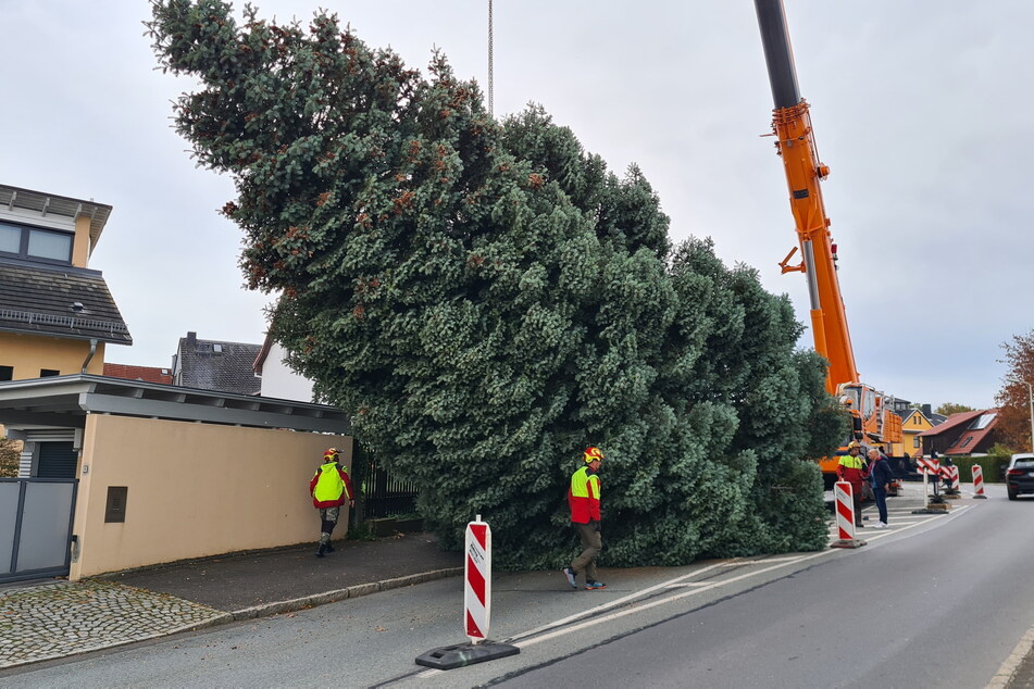 Der Weihnachtsbaum wird zum Abtransport vorbereitet.