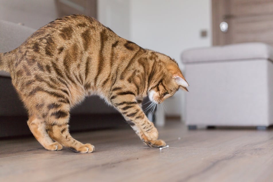 Your cat might start chasing imaginary things around the house due to its hunting instinct.