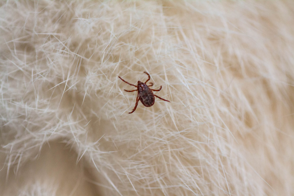 Ticks are hard to find as they are tiny and hide in your cat's fur.