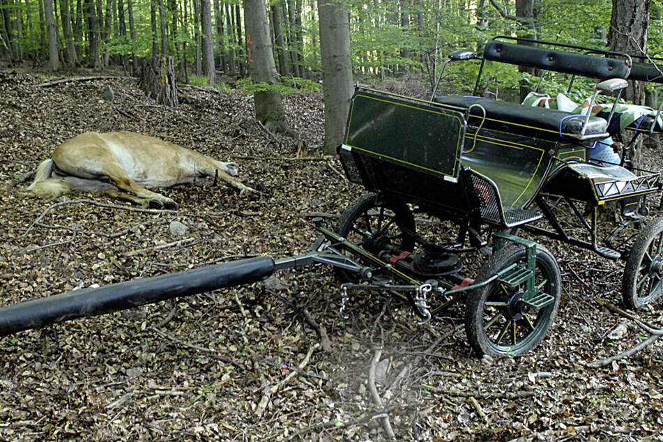 Tragischer Pferde-Tod: Tierschützer fordern Kutschen-Verbot im Landkreis Meißen