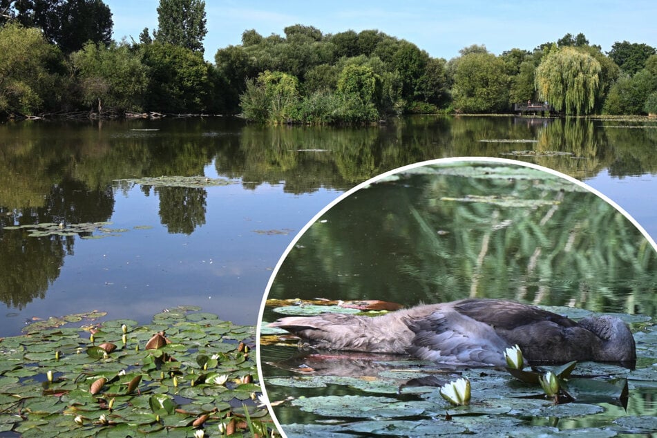 Schwanendrama an sächsischem Teich: 10 tote Tiere in einer Woche