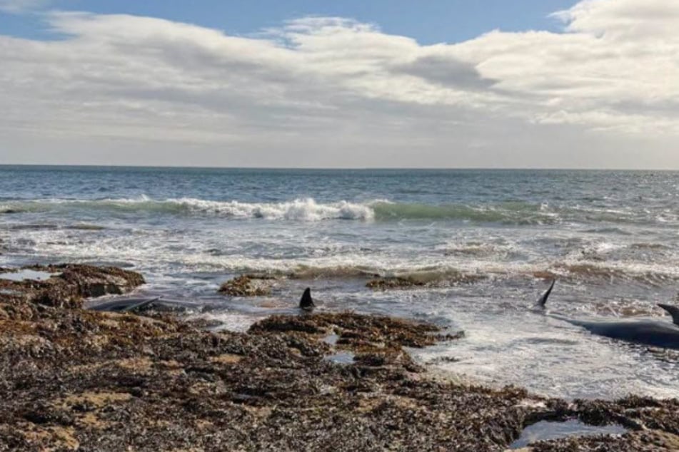 Bei Coquet Island wurden sechs Tiere entdeckt.